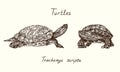 Trachemys scripta elegans red-eared slider, red-eared terrapin, water slider side and front view collection, Turtles collection